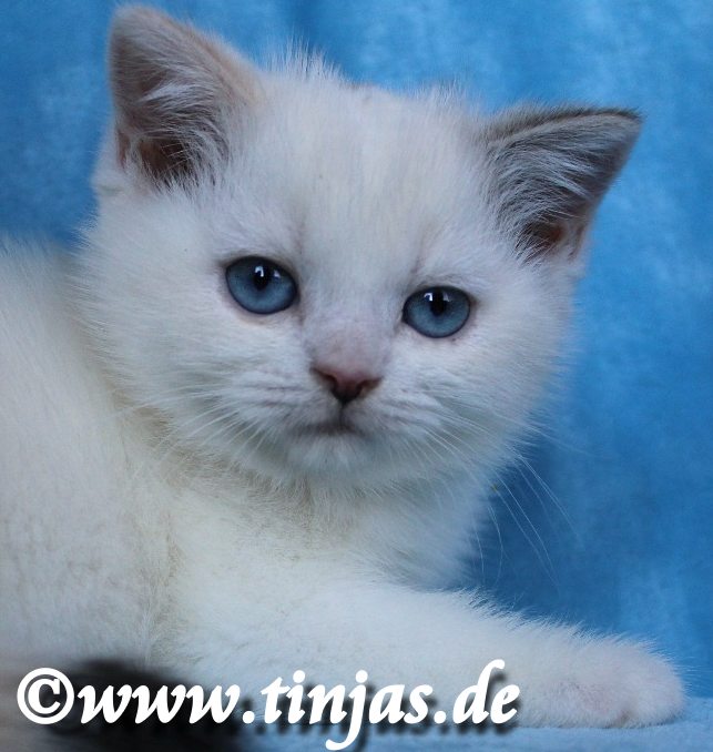Britisch Kurzhaar Katzenbaby